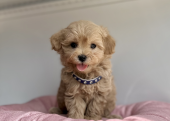 Maltipoo safkan son jenerasyon yavrularımız